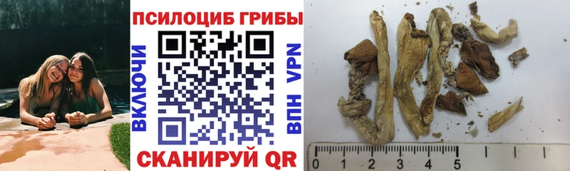 цены наркотик  сайты даркнета состав  Псилоцибиновые грибы Cubensis  Пятигорск 